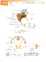 Sobotta Atlas of Human Anatomy  Head,Neck,Upper Limb Volume1 2006, page 277